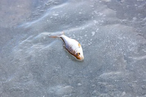 Caught roach lies on ice, winter fishing Stock Photos