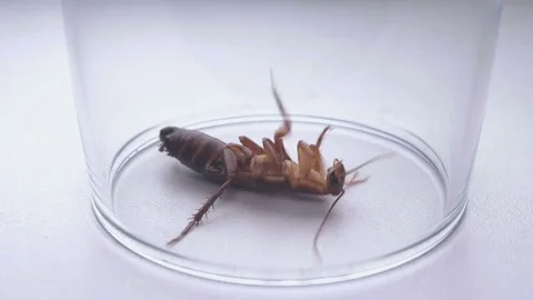 Caught a roach,covered with a glass beaker not to run away Stock Footage 84545032