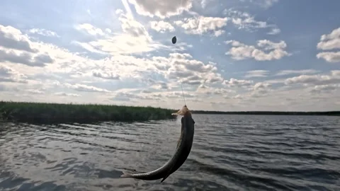 Caught a rutilus on a hook. Successful fishing for roach. Stockbeeldmateriaal 311577369