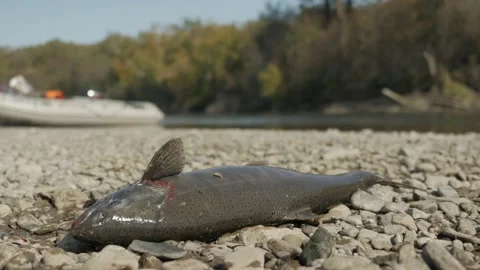 Caught salmon Video stock 170813100