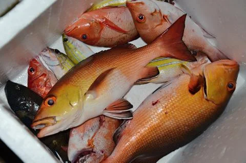 Caught se fish Maledives Stock Photos