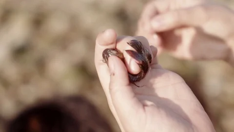 Caught small fish in hand Stock Footage 113120276