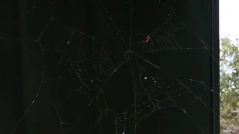 Caught in the spider web Stock Footage 78716245