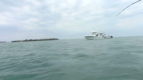 Caught tarpon jumps Video stock 71087604