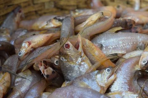 Caught together Stock Photos