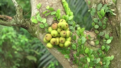 Cauliflorous fig tree, Malaysia Stock-Footage 166421943