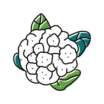 Cauliflower cabbage color icon vector illustration Stock Illustration