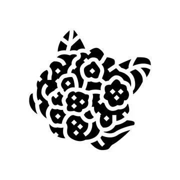 Cauliflower cabbage glyph icon vector illustration Illustrazione stock