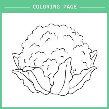 Cauliflower coloring page イラスト素材
