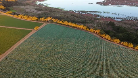 Cauliflower crops and river Stock Footage 145841598