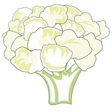 Cauliflower decorative drawing on white background is insulated Stock Illustration