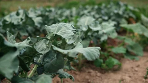 Cauliflower in the field Stock Footage 140748189