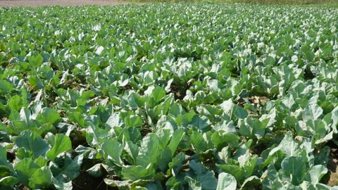 Cauliflower field Video stock 291509277