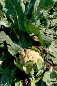 Cauliflower in the fields Stock Photos