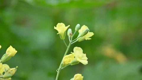 Cauliflower in the flowering stage. Stock Footage 335919871