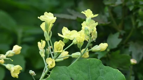 Cauliflower in the flowering stage. Stock Footage 335919895