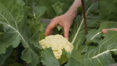 Cauliflower 스톡 동영상 102138325