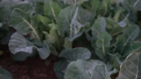 Cauliflower Stock Footage 170754436