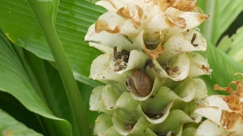 Cauliflower Stock Footage 205515907