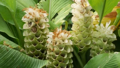 Cauliflower Stock Footage 205515914