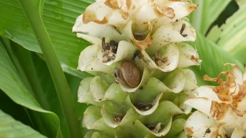 Cauliflower Stock Footage 205516097