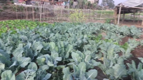 Cauliflower Stock Footage 274529257