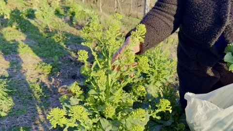 Cauliflower Stock Footage 329630312