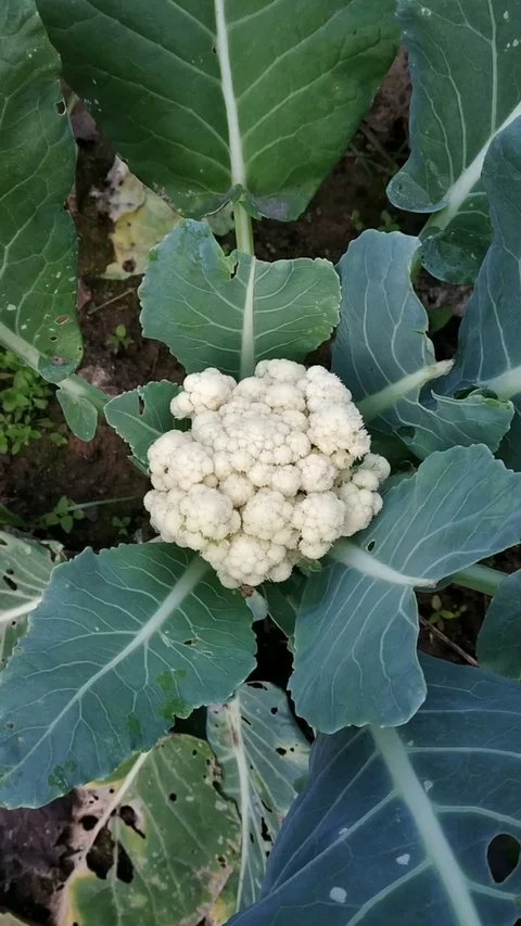 Cauliflower In Garden Video stock 126339579