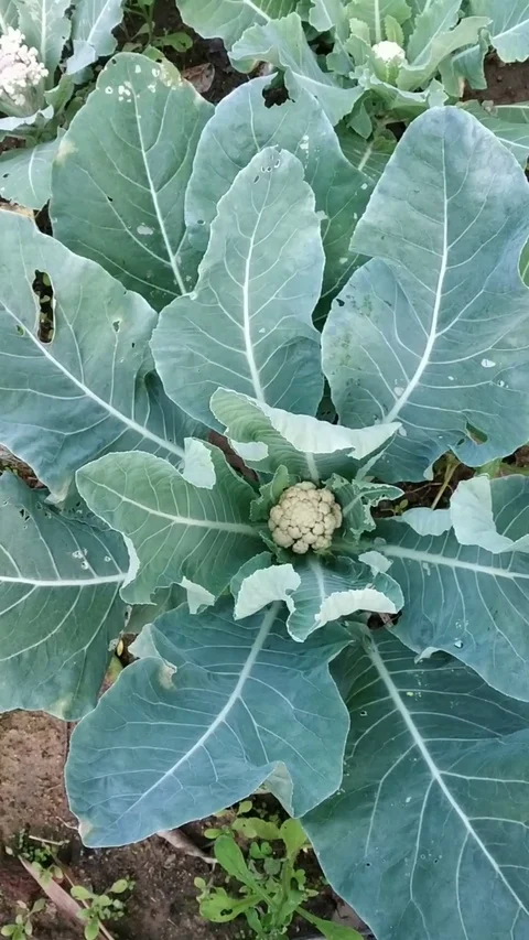 Cauliflower In Garden Stock Footage 126339588