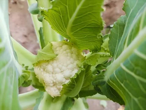 Cauliflower growing field close view Foto stock