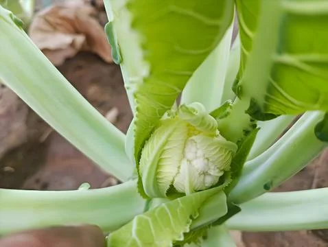 Cauliflower growing field close view Foto stock