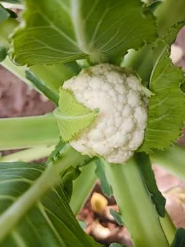 Cauliflower growing field close view Stock Photos