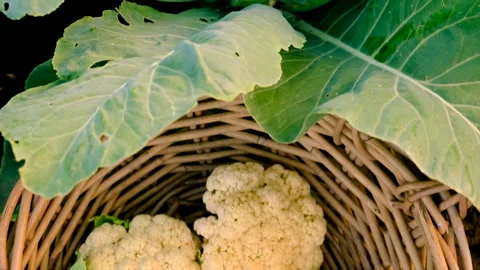 Cauliflower growing in the garden. Selective focus. Stock Footage 274356286