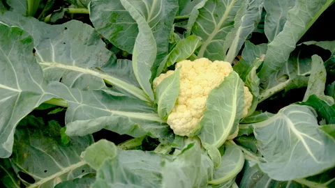 Cauliflower growing in the garden. Selective focus. Stock Footage 274639319