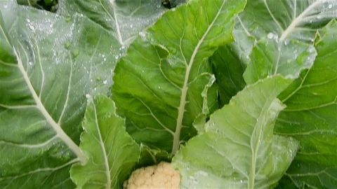 Cauliflower growing  in the Kitchen garden Stock Footage 115589629