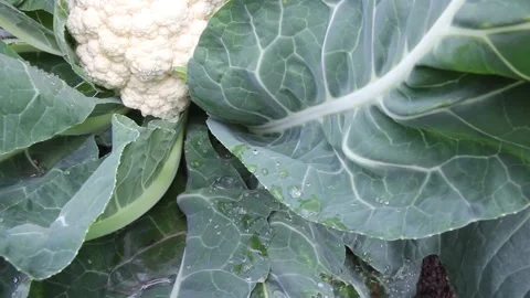 Cauliflower grows on bed, white vegetable Stock Footage 95562517