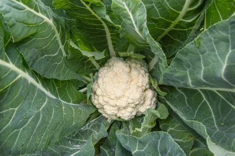 Cauliflower grows on bed, white vegetable Stock Photos