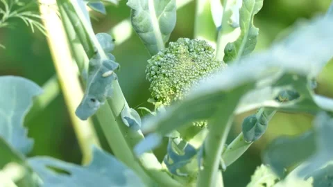 Cauliflower grows in the country Stock Footage 158402288