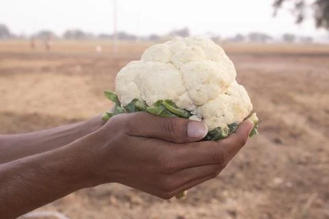 Cauliflower in the hand of a farmer Stock Photos