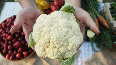 Cauliflower in the hands of an elderly farmer Stock Footage 92168489