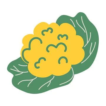 Cauliflower head. Vegetable. Raw cauliflower head with light green leaves. Sa Stock Illustration