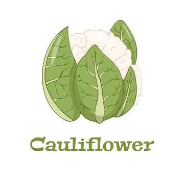 Cauliflower icon in flat style.Isolated object.Cauliflower logo. Isolated object Stock Illustration