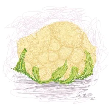 Cauliflower Stock Illustration