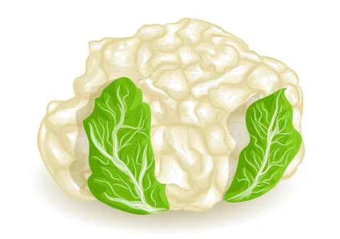 Cauliflower Stock Illustration