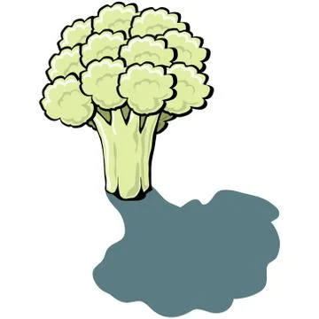 Cauliflower Stock Illustration