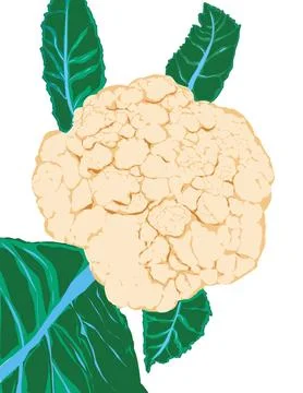 Cauliflower Stock Illustration