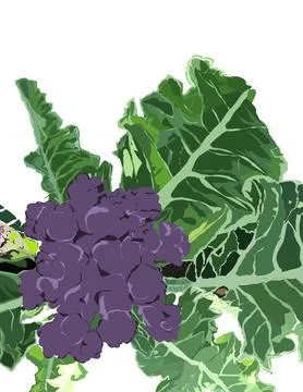 Cauliflower Stock Illustration