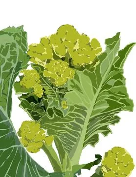 Cauliflower Stock Illustration