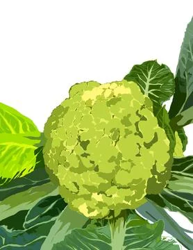 Cauliflower Illustrazione stock