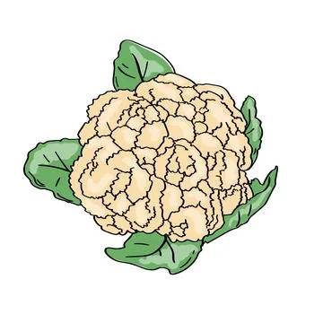 Cauliflower. Illustration on white background Stock Illustration